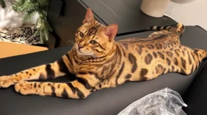 63d6fd9758f80242863b92aa0d32bf4c.webp